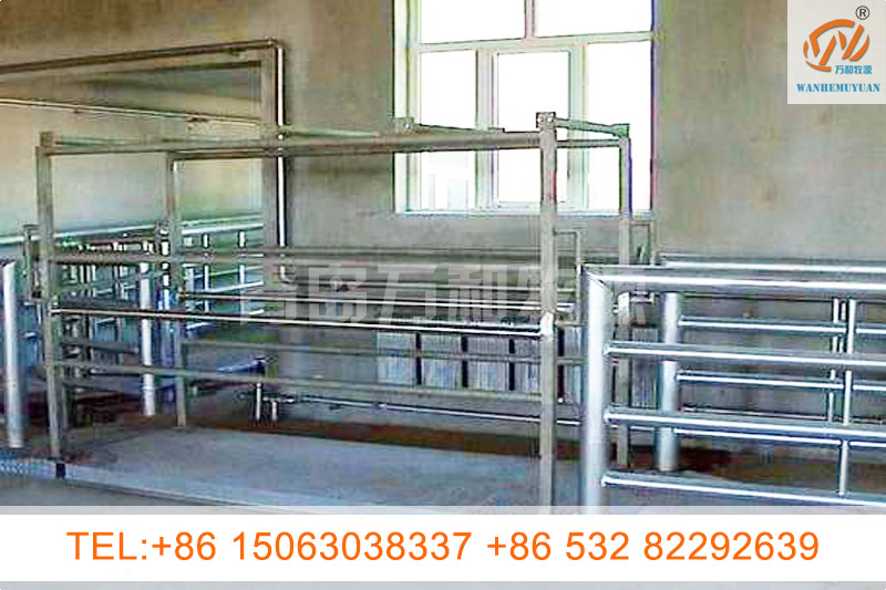weighing system for live cattle
